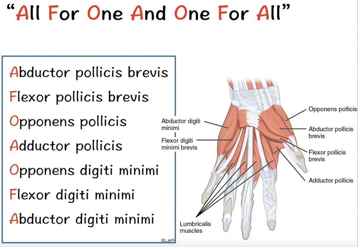 'All For One And One For All' (AFOAOFA) = intrinsic muscles of the hand, palmar, from lateral to medial: A: abductor pollicis brevis F: flexor pollicis brevis O: opponens pollicis A: adductor pollicis O: opponens digiti minimi F: flexor digiti minimi A: abductor digiti minimi