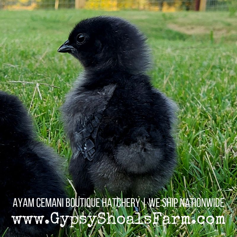 Buying #ayam #cemani from an #NPIP Certified breeder ensures that your birds are coming from a healthy and clean flock that is tested every 6 months onsite. 🖤 l8r.it/SGyz 🖤#ayamcemani #exoticchickens #rarebreed #gypsyshoalsfarm #acba #alabama #ayamcemanis