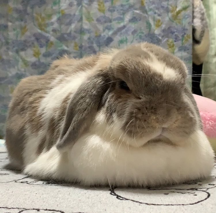 おは✨もふもふ🐰