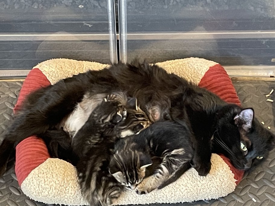 Kent City Hall is becoming Kent KITTY Hall! Regional Animal Services of King County are bringing cute kittens and cats available for adoption. It's a perfect time to find your furever friend. Miss Rosie can't wait to see you! 📅 Thursday, May 30 ⌚ 1 - 4 p.m. 📍 Kent City Hall