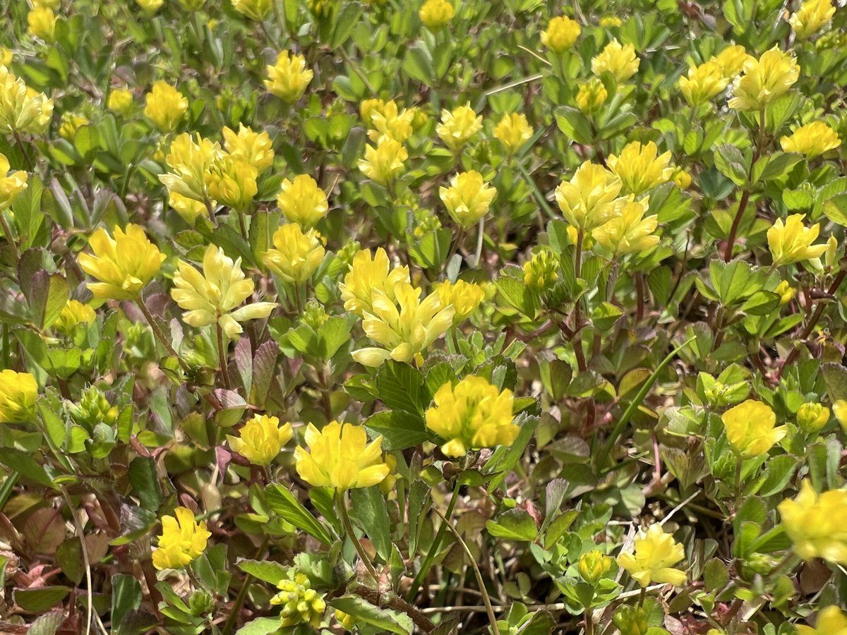 中井久夫先生が阪神淡路大震災の時に「花は心理的にあたためる工夫の一つ」と病院にお花をたくさん集めたエピソードが好き。特に黄色い花は元気が出るからと。 #黄色い花 #すべてのひとに散歩がひつよう