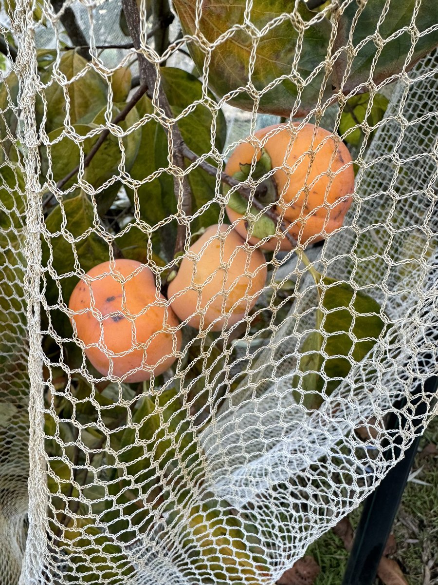 Feijoas and persimmons ripening