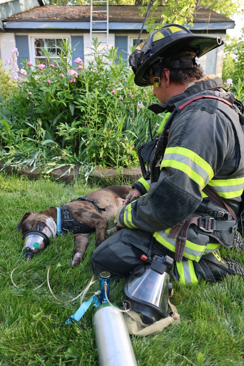 IFD_NEWS's tweet photo. While #IFD & #PTFD worked to contain the blaze at 1629 McCollough Dr. one lucky pup was rescued by IFD and quickly given Oxygen with the Project Breathe mask. No injuries. https://t.co/9F8evkLDHa