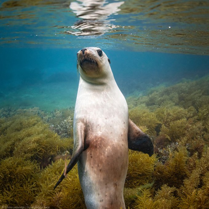 Seals play a crucial role in maintaining the health and balance of the ocean, preventing overfishing and promoting #biodiversity Let's ensure a sustainable future for our #ocean, where seals can continue thriving among vibrant seagrass meadows unesco.org/en/ocean @UNESCO