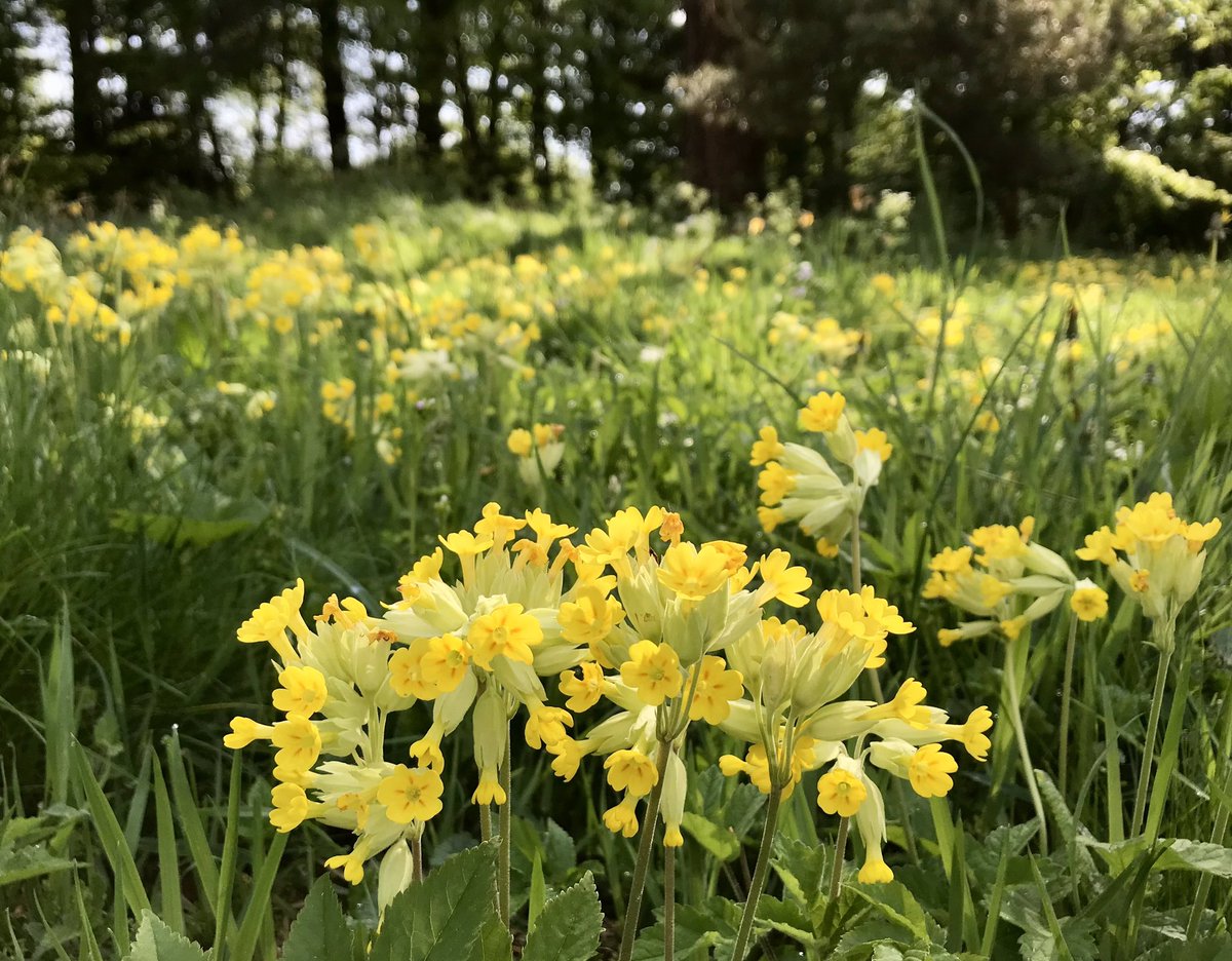 Good Morning All! A marvellous meadow of wonderful wild golden cowslips 🌼 #wildflowers #ThePhotoHour @BSBIbotany