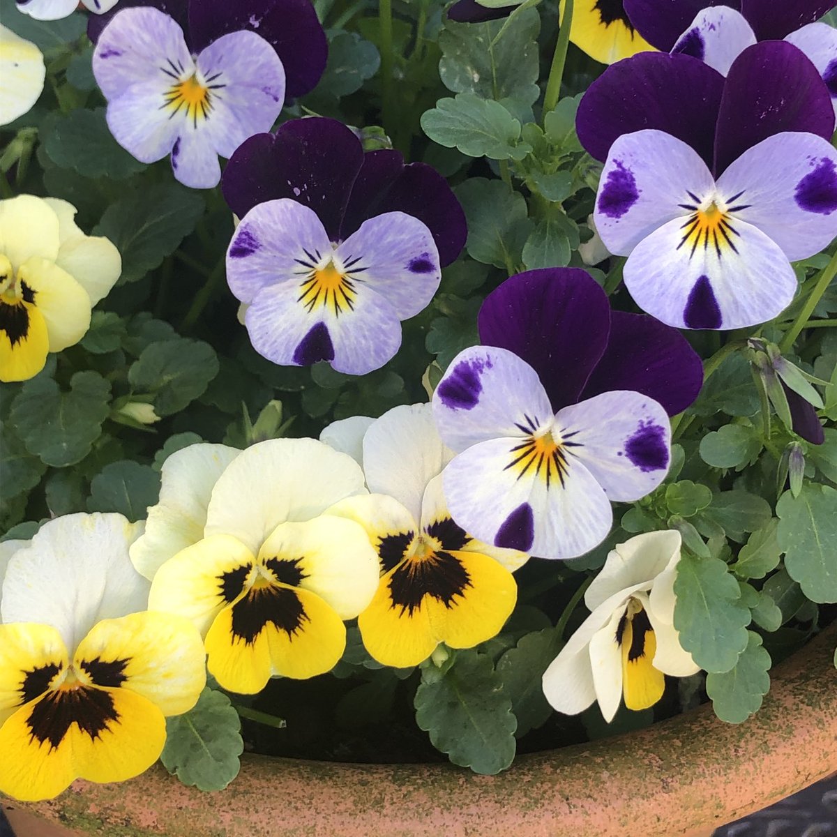 From my little garden #SundayYellow (&purple) 💛💛💜