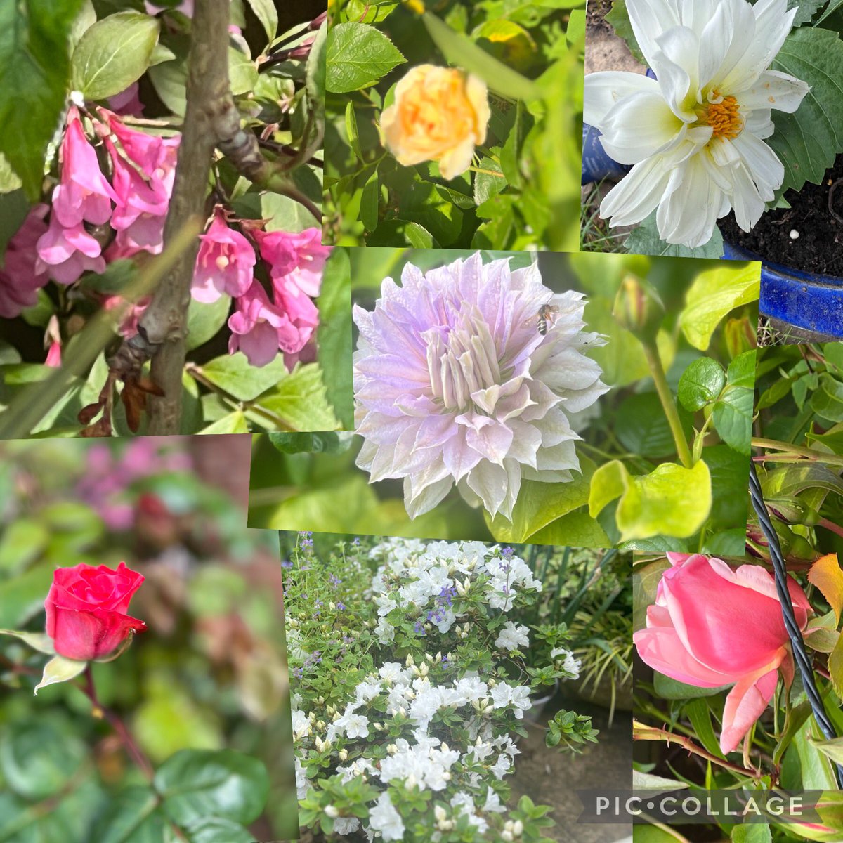 #SevenOnSunday  a bit lack lustre today as the 3 roses are all just still buds..Buff Beauty,The Rose with no name & Albertine….a small white Dahlia…Weigela….white Azalia then taking centre stage is the beautiful Clematis that is just starting to turn lilac from cream.