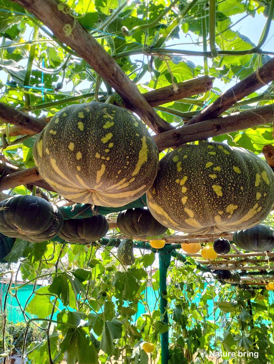 Pumpkins are easy to start with seeds, if you want to grow from seeds, then you will dig about 1 inch deep and cover the soil with light hands...read..naturebring.com/grow-pumpkins-… #Pumpkins #Cucurbitapepo #vegetables #naturebring #growing #care #harvest