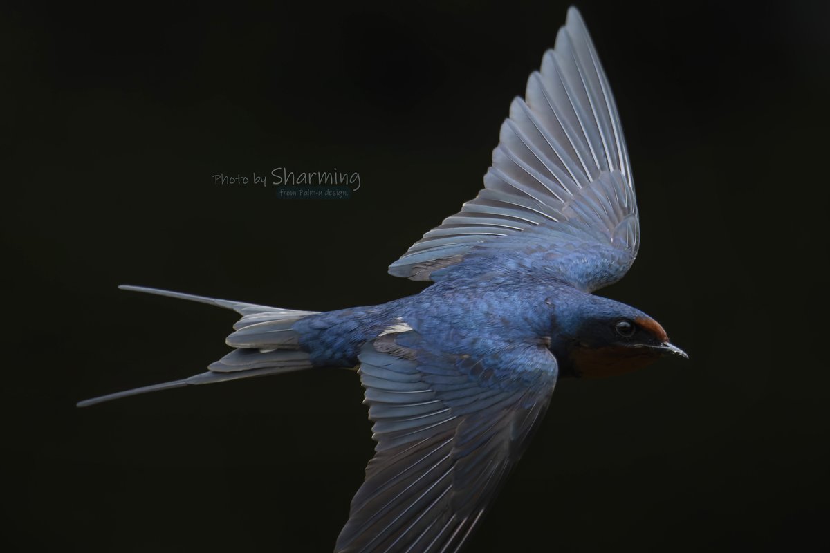 普段、身近に飛んでいる鳥がこんなにも美しいものだったと気付いた時。🥰 野鳥撮影を始めて本当に良かったと思う瞬間です。😊 #ツバメ #燕 #つばめ #これソニーで撮りました #α1 #SEL100400GM #SEL20TC #SONY