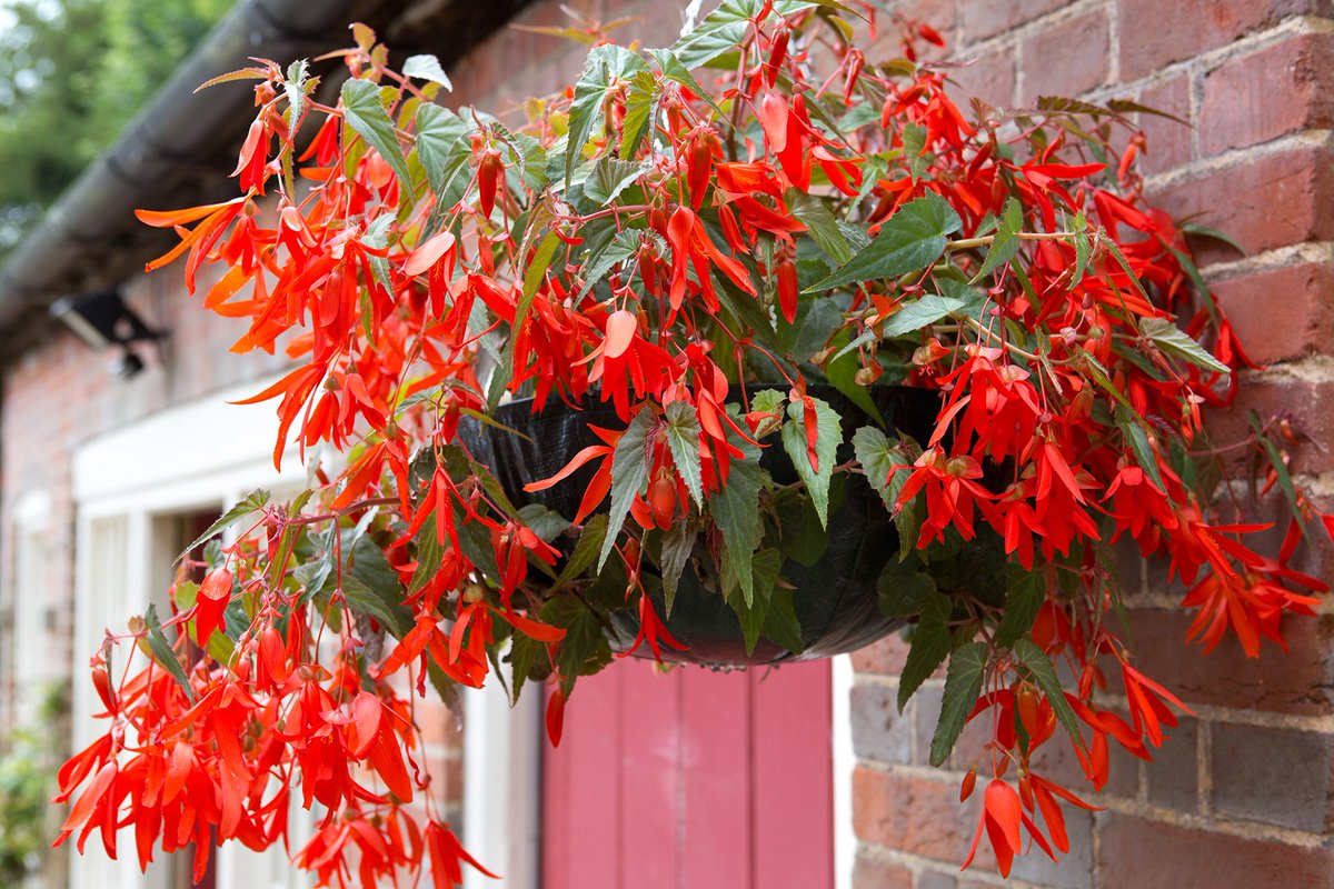 Hanging baskets: yes or no? If you're a fan, then you need to check out our top trailing plants that guarantee flower-filled baskets, including begonia (pictured): spr.ly/6012jQemI