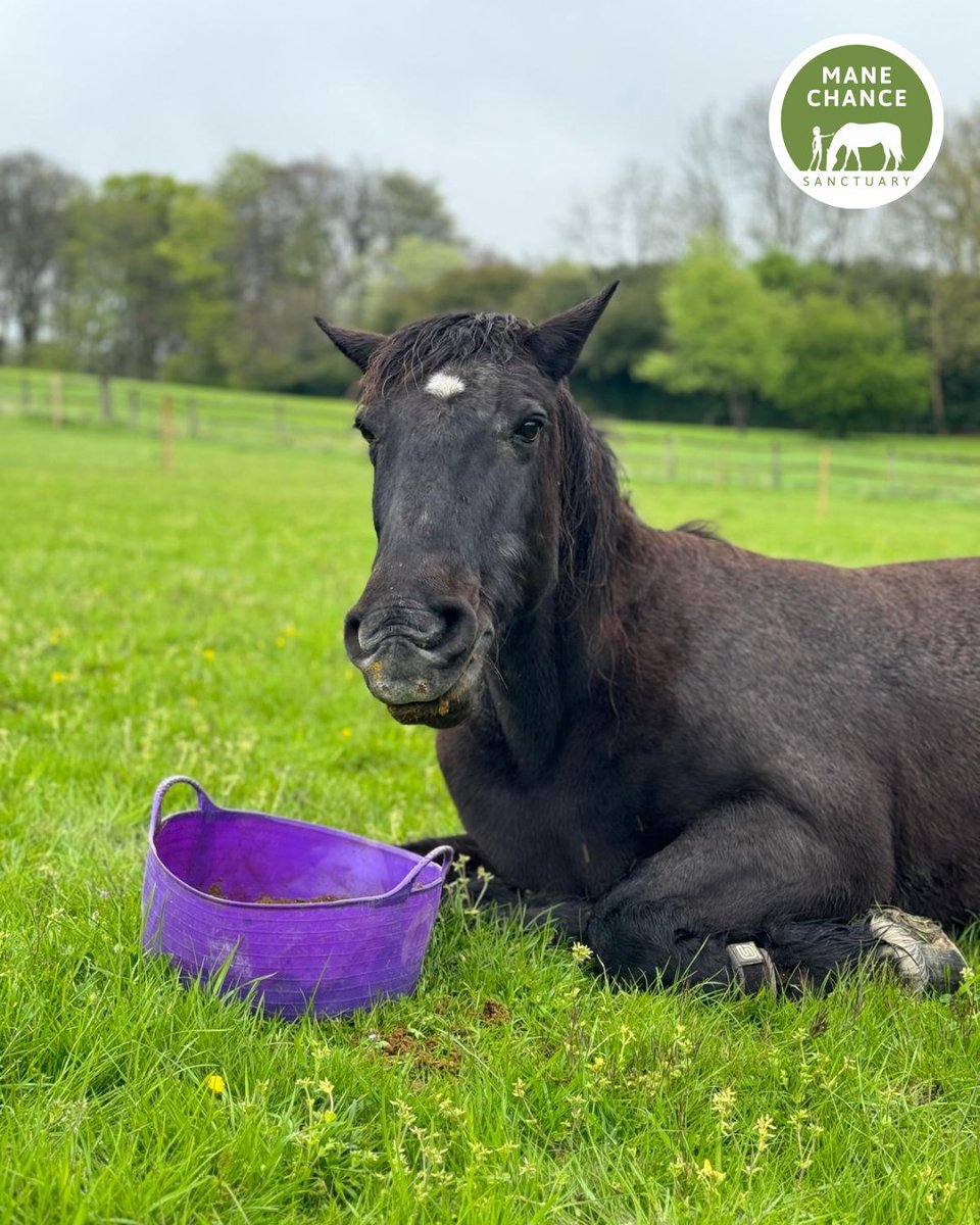 Now we are not saying that our horses are pampered but when breakfast in bed was ordered, we did oblige for Pudding... who could resist that face?! 
#manechancesanctuary #rescuehorses #animalrescues #ukcharity