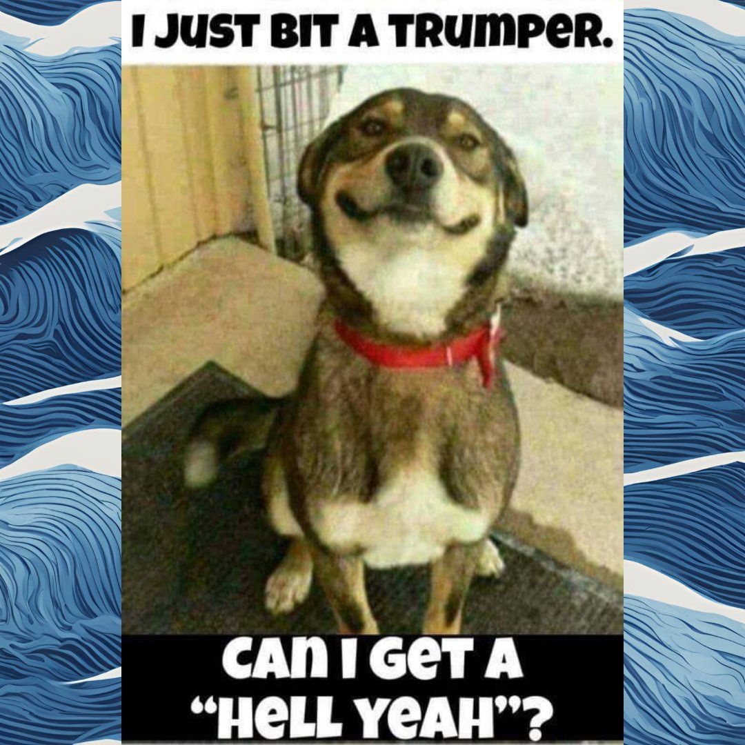 #Resistance #BlueCrew EARLY BIRDS🐦 Meet & Greet Who is a good doggy? YOU ARE such a good boy💯 CAN WE GET 1000 RTs♻️FOR THIS SWEET BOY? Like💙 Comment HELL YEAH😂💯🤙🏻 Retweet♻️ Follow Each Other🤝🏻 Follow @SenseiDuckOR 🌊🌊🌊 #BlueWave2024 #StrongerTogether🌊💙