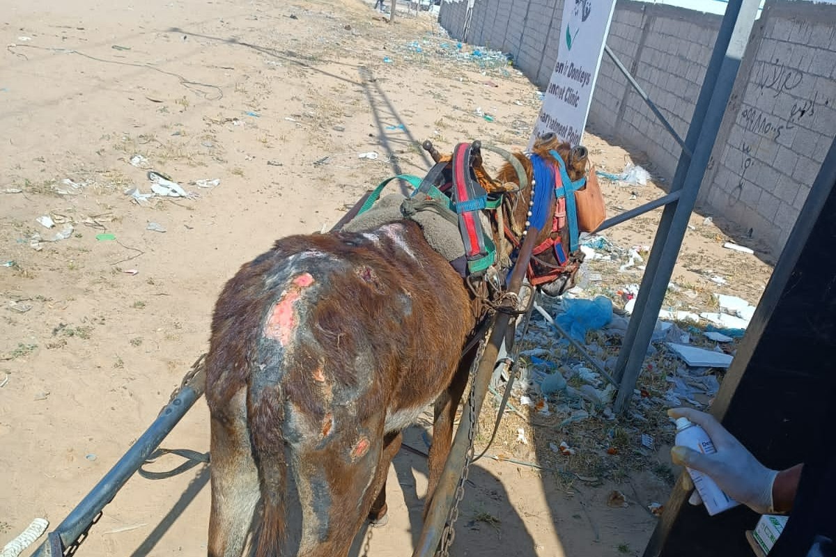 ⛑️ Gaza's Donkeys in Desperate Need 💔 🚨 Gaza's donkeys vital for families, suffer unimaginable pain & injuries, hunger & sickness. We can't show the worst, but your donation can EASE their pain. Be their lifeline & donate today to help us help them 🙏 bit.ly/3VCDsFG