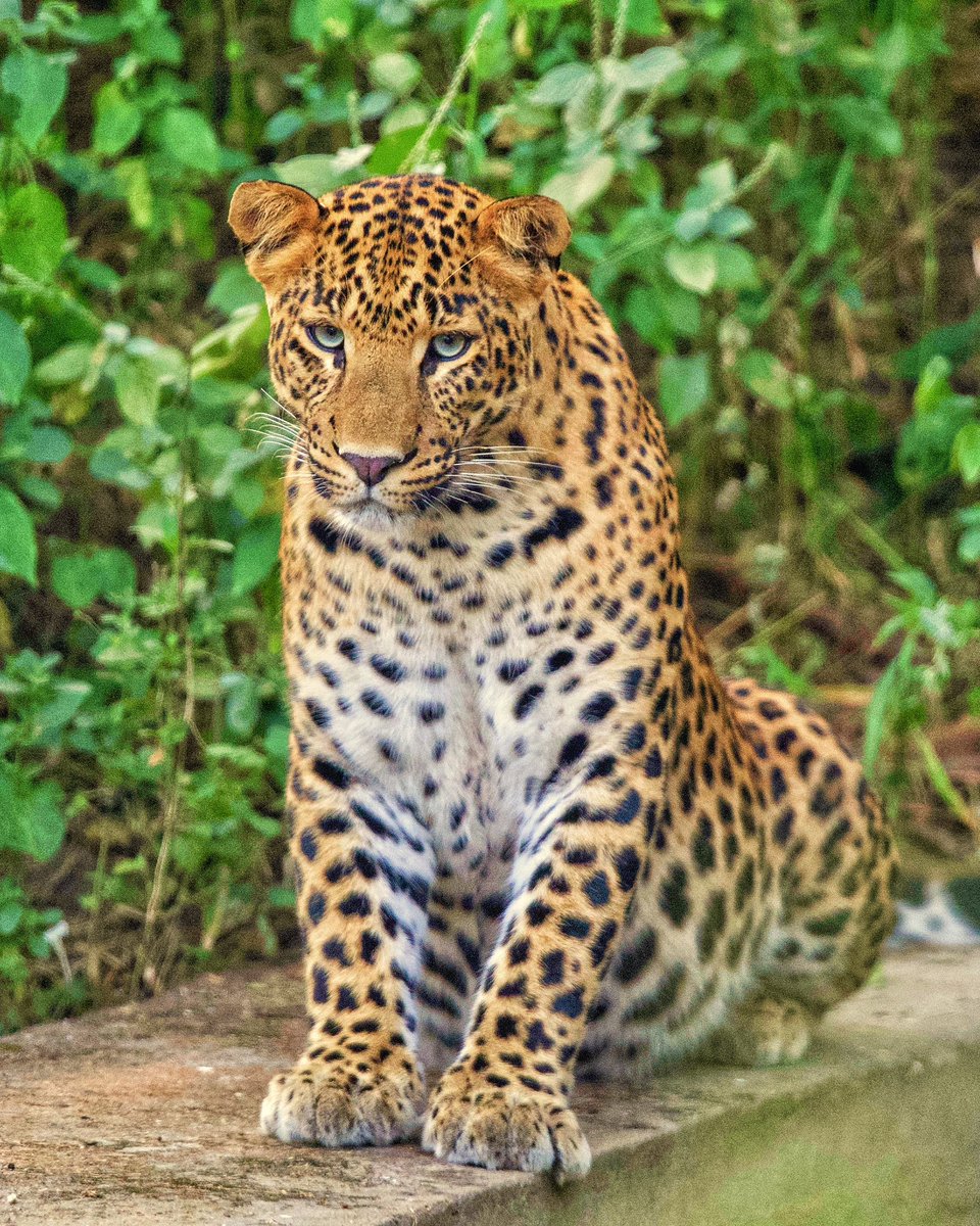 Leopard at Jhalana #wildlifeonearth #wildlifeofinstagram #wildlifephotography #wildlifeaddicts #wildlifelovers