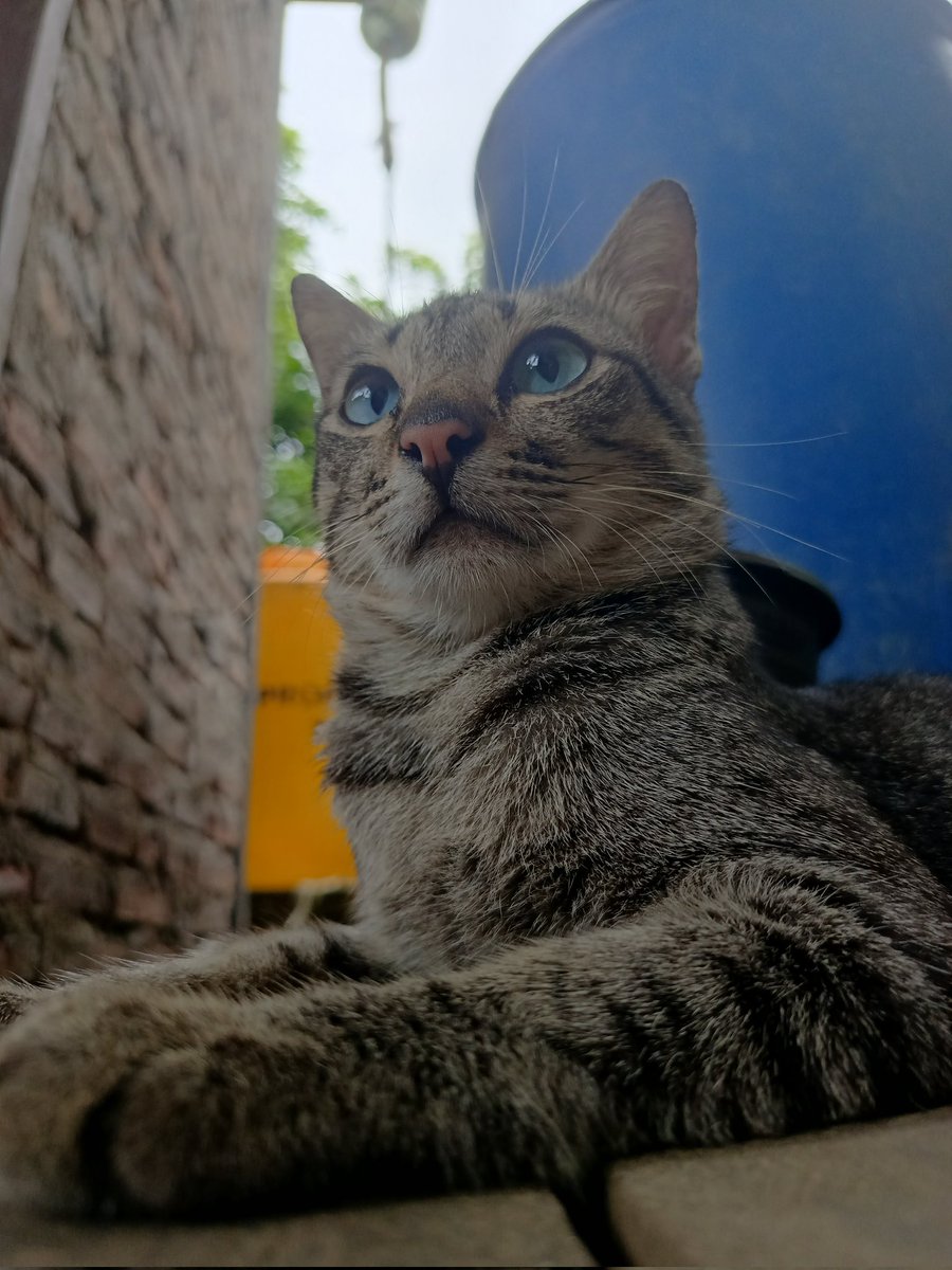 Fizi Syopian tweet media