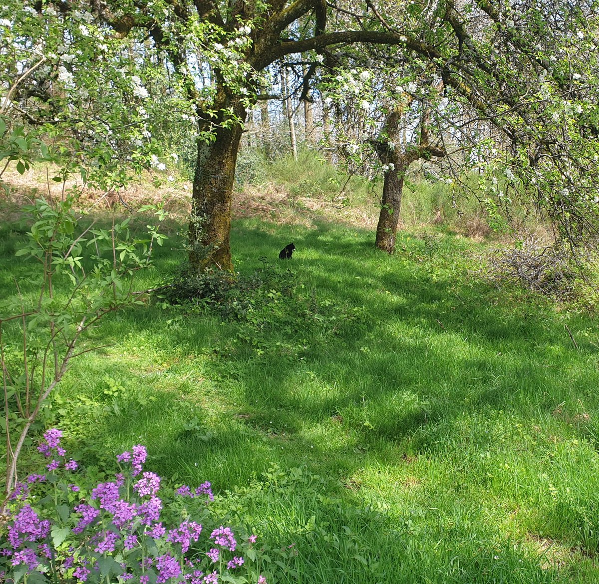 For those of you who need a #TimelineCleanse this morning, here's a picture of our cat Benny enjoing the shade of our apple trees.