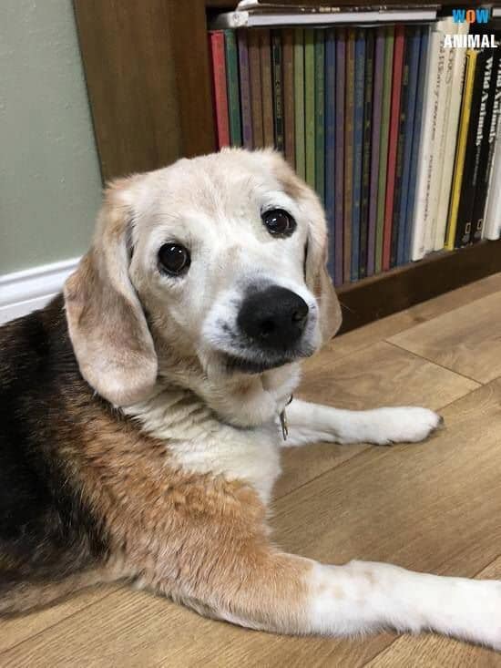 Tweets of Dogs tweet media