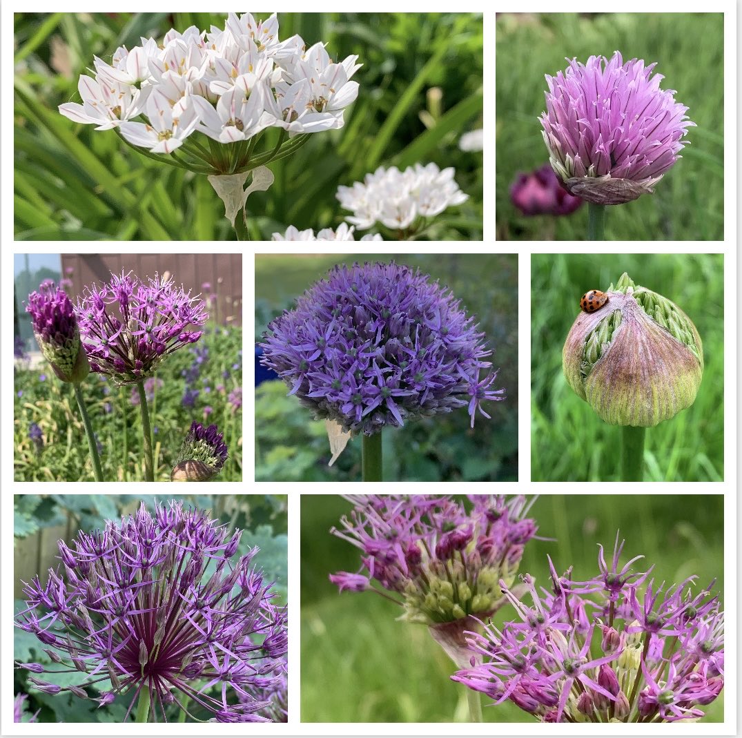 #SevenonSunday and this week, The joy of Alliums or Floating Baubles, which ever takes your fancy.