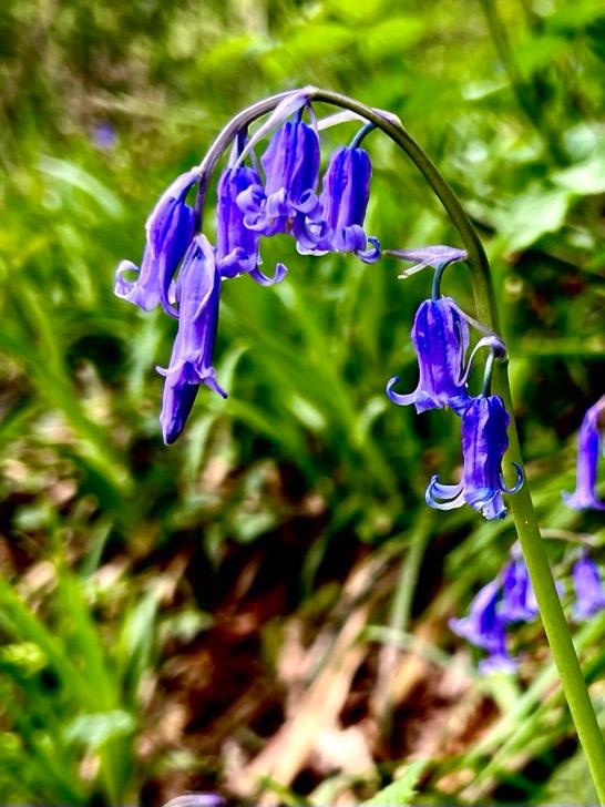 Mary Frances McManus tweet media