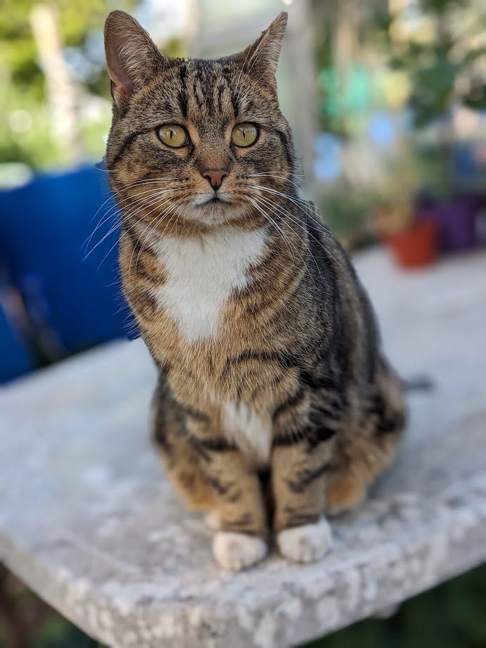 (Amanda) I gave Betty a lovely surprise yesterday. She was sitting down so I crept up behind her and leapt onto her shoulder! After she calmed down she made a fuss of me. I'm going to keep doing it and I think she will get used to it. What do you think? Is it a good thing to do?