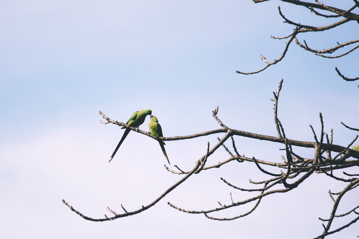 Mother’s unconditional love. A Rose Ringed Parakeet feeding her chick. #HappyMothersDay