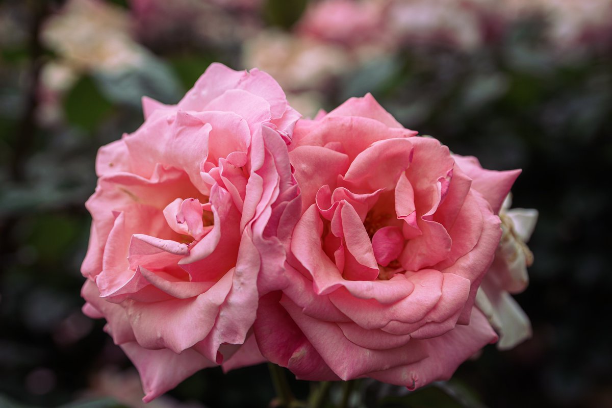 寄り添いながら

#roses
#photography