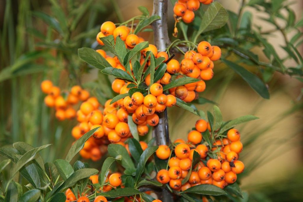 Sea buckthorn, the remedy that protects the heart, brain, liver and immune system naturallifeapp.com/natural_remedi… #lifestyle #healthy #gethealthy #holistichealth #healthytips #healthyapps