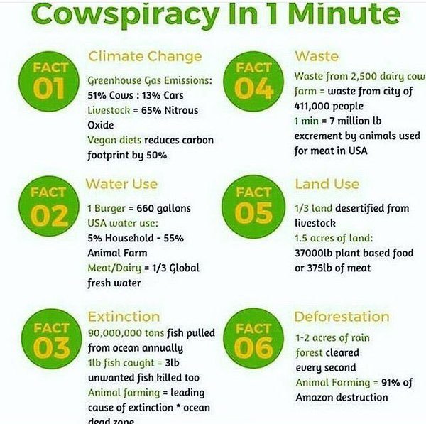 In case you haven't watched #Cowspiracy 🎥 yet...and you're still undecided about #dairy and how this industry has the blood of billions upon billions of lives on their hands - do watch it ! .@Cowspiracy