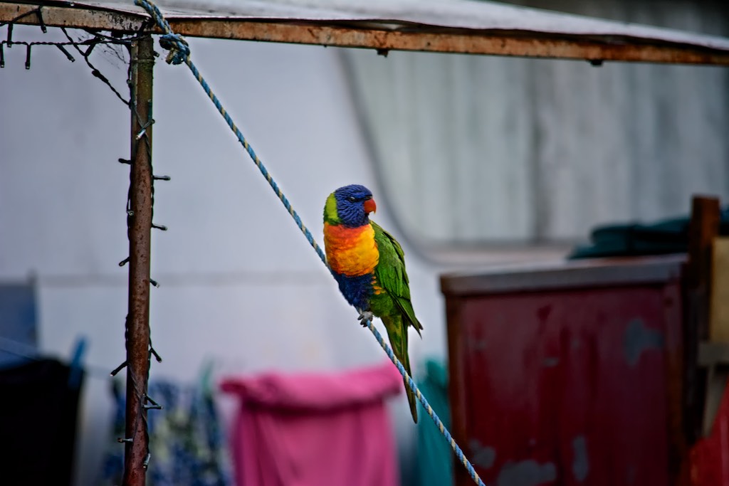Wonboyn Rainbow Lorikeets @Australia @WonboynCabins #PhotographyByDavidRayside #Australia #nsw #Wonboyn #RainbowLorikeet #Australianbirds @TourismAus @NSWtourism #NativeBirds #AustralianNativeBirds  facebook.com/media/set/?van…