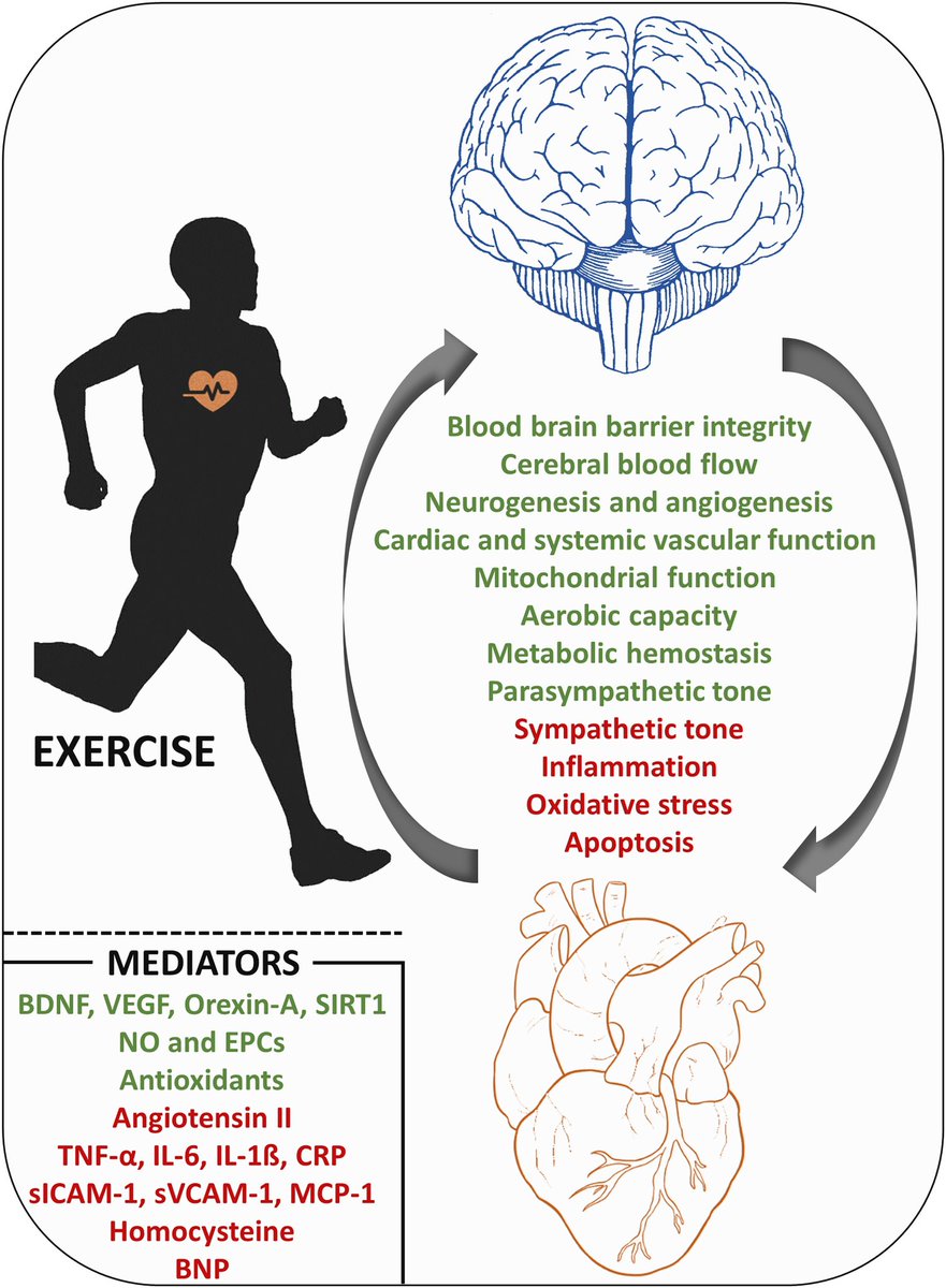 Cognitive decline in heart failure: Biomolecular mechanisms and benefits of exercise…
sciencedirect.com/science/articl…