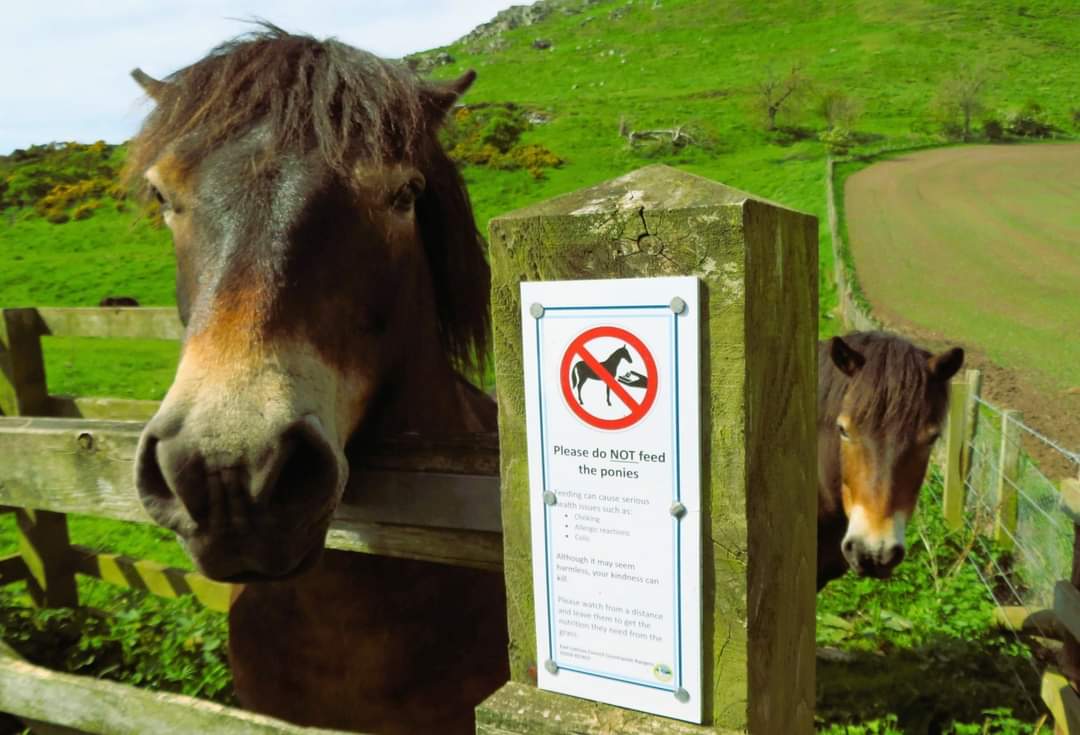 #SignsonSunday Rebel and Sparrow checking the sign Don't feed us 🐴🐴