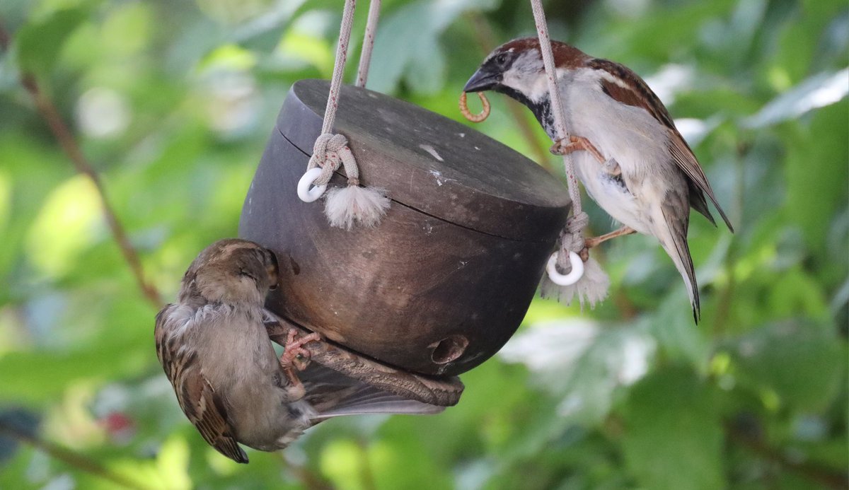 Acrobatec sparrows 🤎
#sparrowsunday #sparrows #BirdsSeenIn2024 #ThePhotoHour #birdphotography #NaturePhotography #wildlifefrommywindow #BirdsOfTwitter #TwitterNatureCommunity #birdwatching #naturelovers #birdlovers #channel169 #sparrow #BirdTwitter #gardenbirds #birdsofX