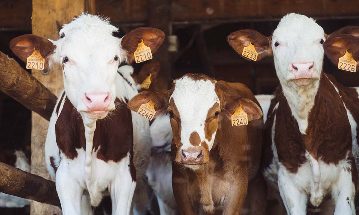 🚨🐮🏴󠁧󠁢󠁳󠁣󠁴󠁿 #ESB : uas d'encéphalopathie spongiforme bovine confirmé dans une ferme en Écosse ow.ly/Ec7a50RCkv5