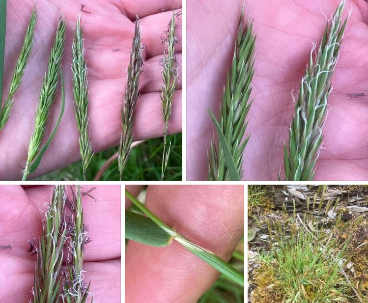 Sweet Vernal-grass. Anthoxanthum odoratum. Tufted perennial. Leaves up to 6mm wide. Dull above, yellow-green below. Ligule jagged, up to 4mm long. Ring of hairs at junction of sheath with blade. Dense, spike-like inflorescence. Spikelets 6-10mm
