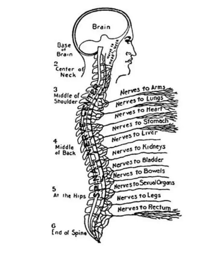 Spinal nerves