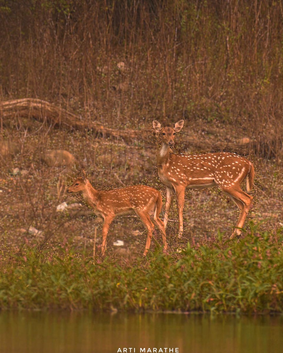 Spotted deer with her cub
Happy mother's day
#indiaves #ThePhotoHour #MothersDay #BBCWildlifePOTD #natgeoindia #nikon #wildlife #photography #nature #wildlifephotography