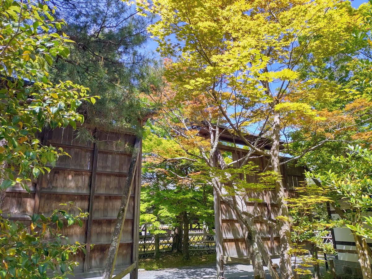 Seiryoji Temple/清凉寺/2024.05.11
#Kyoto #京都 #arashiyama #嵐山
#sagano #嵯峨野
#sagaarashiyama #嵯峨嵐山
#Seiryoji #清凉寺
#Sagasyakado #嵯峨釈迦堂
#NearbyTemple #近所の寺
#Azalea #ツツジ #躑躅
#AutumnLeaves #紅葉