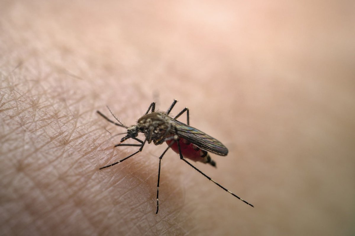 🇨🇳 Estudo de universidade chinesa pode auxiliar no combate à dengue Pesquisadores da Universidade Normal de Pequim descobriram que anomalias da temperatura da superfície no Oceano Índico podem prever a magnitude das epidemias globais de dengue, melhorando o planejamento de…