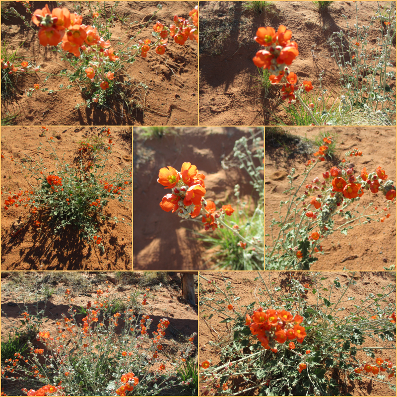 “The fool doth think he is wise, but the wise man knows himself to be a fool.” ― William Shakespeare
I believe these are called Munroe’s #desertmallow🧡❤️. From my recent trip to Arizona.🏜️
#SevenOnSunday🌞#wildflowers🌾#MyPhoto📷#quotes🔖#WritingCommunity✍️ #ShakespeareSunday🎭