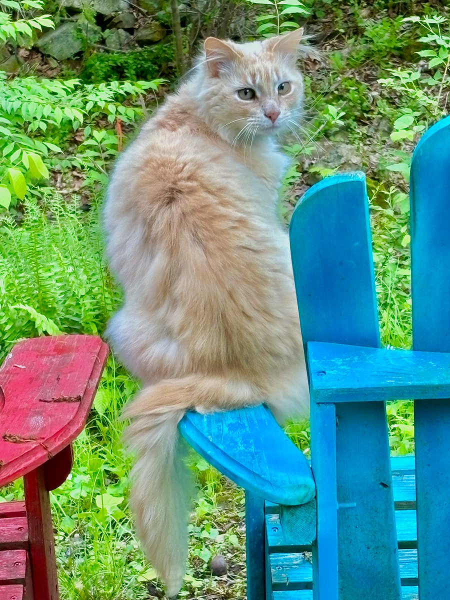 Make sure to kick back this weekend and just relax. #cat #pet #WeekendFeeling #weekendfun #welcome #Saturday #Sunday