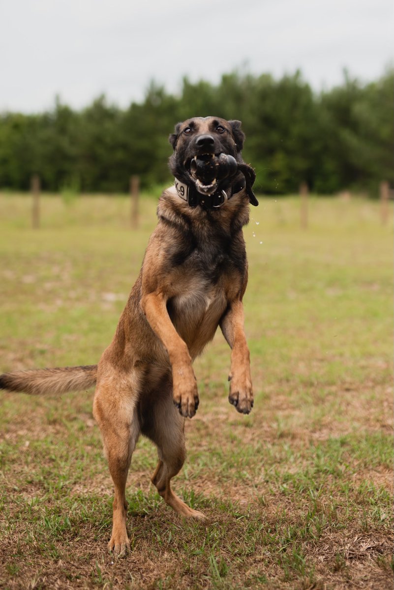 Beautiful lady K9 Tala jumping with excitement this #OPLive Saturday! #OnPatrolLive Have a great night, everyone!