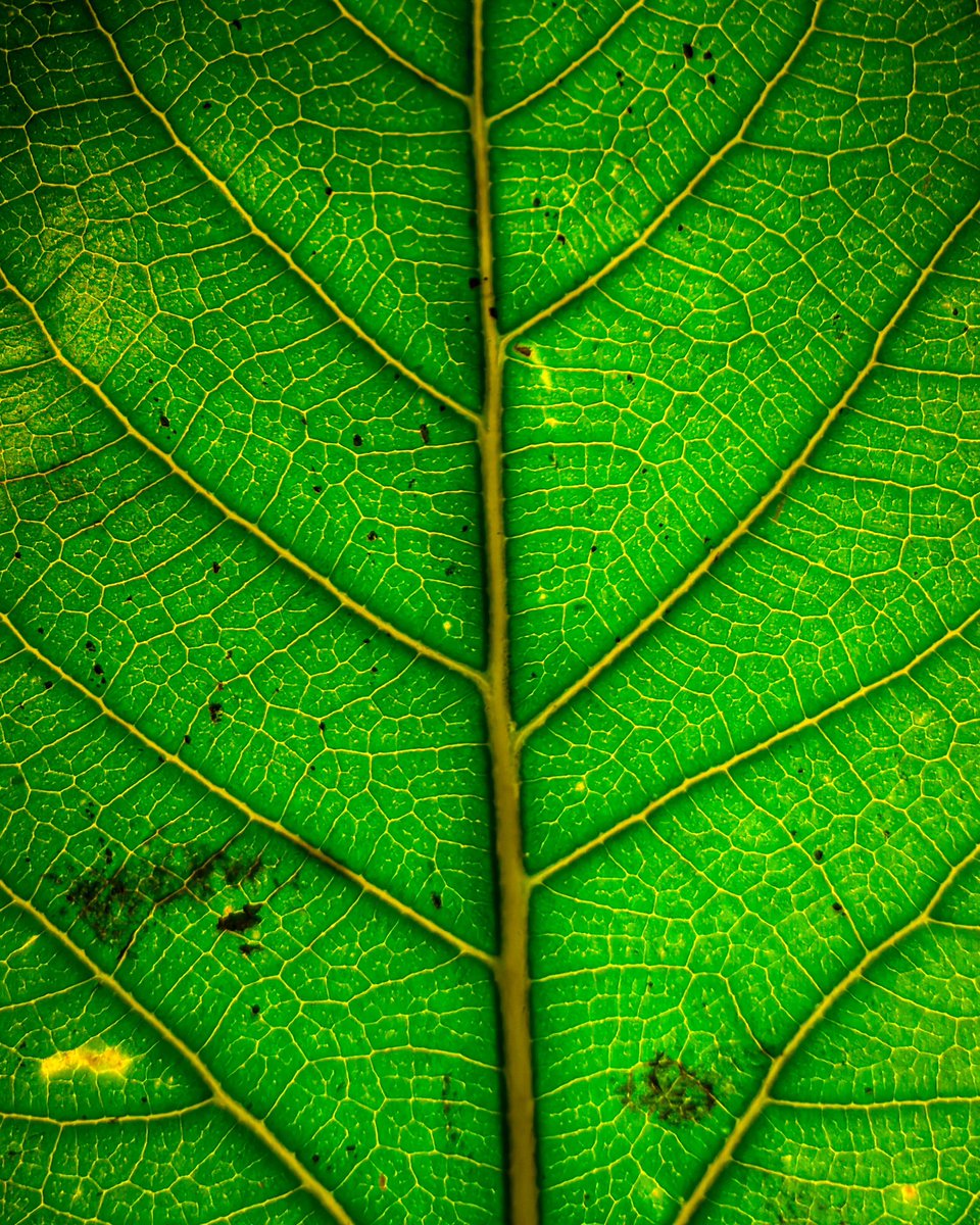 Leafy stories told🍃
#LeafPhotography #NatureInFocus #AutumnArtistry #FoliageCapture #BotanicalBeauty #LeafyPortraits #SeasonalSplendor #MacroMagic #NatureLovers #CaptureTheMoment #EarthyElegance #LeafyDetails #ChasingLight #BotanicalGems #ArtOfNature #nature #naturephotography