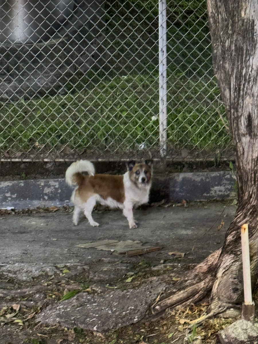 huguinhosolari's tweet photo. Perrito que parece extraviado en la zona Caliches Escalón @lamanadadepick @ibaelsalvador favor reply https://t.co/jSylCNl6H7