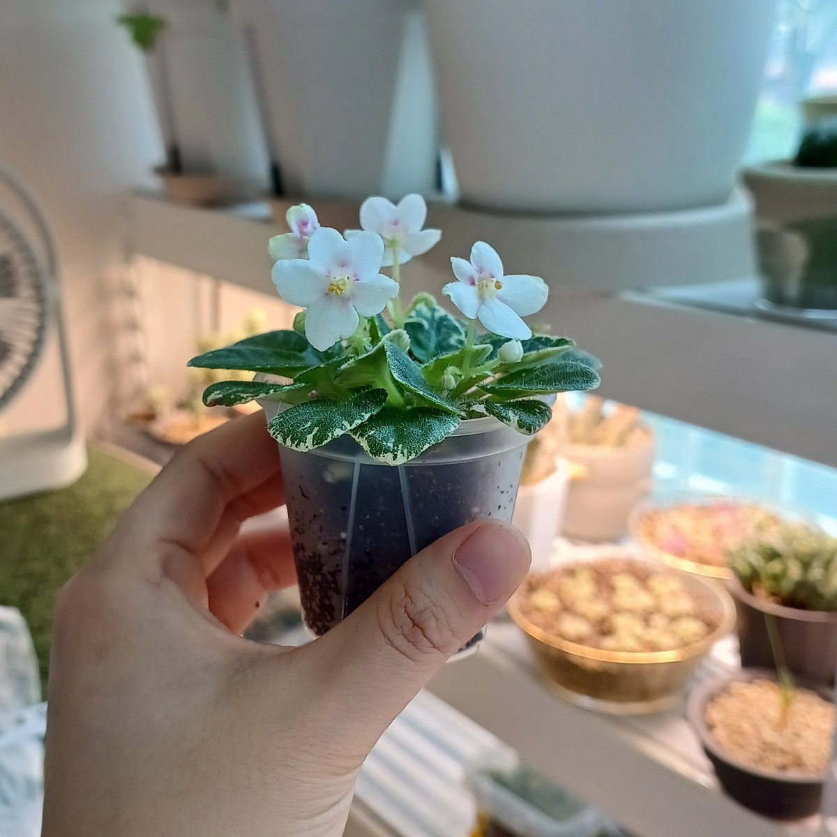 왠지 모르게 무궁화가 생각나는 꽃
미바 스탑사인스포츠