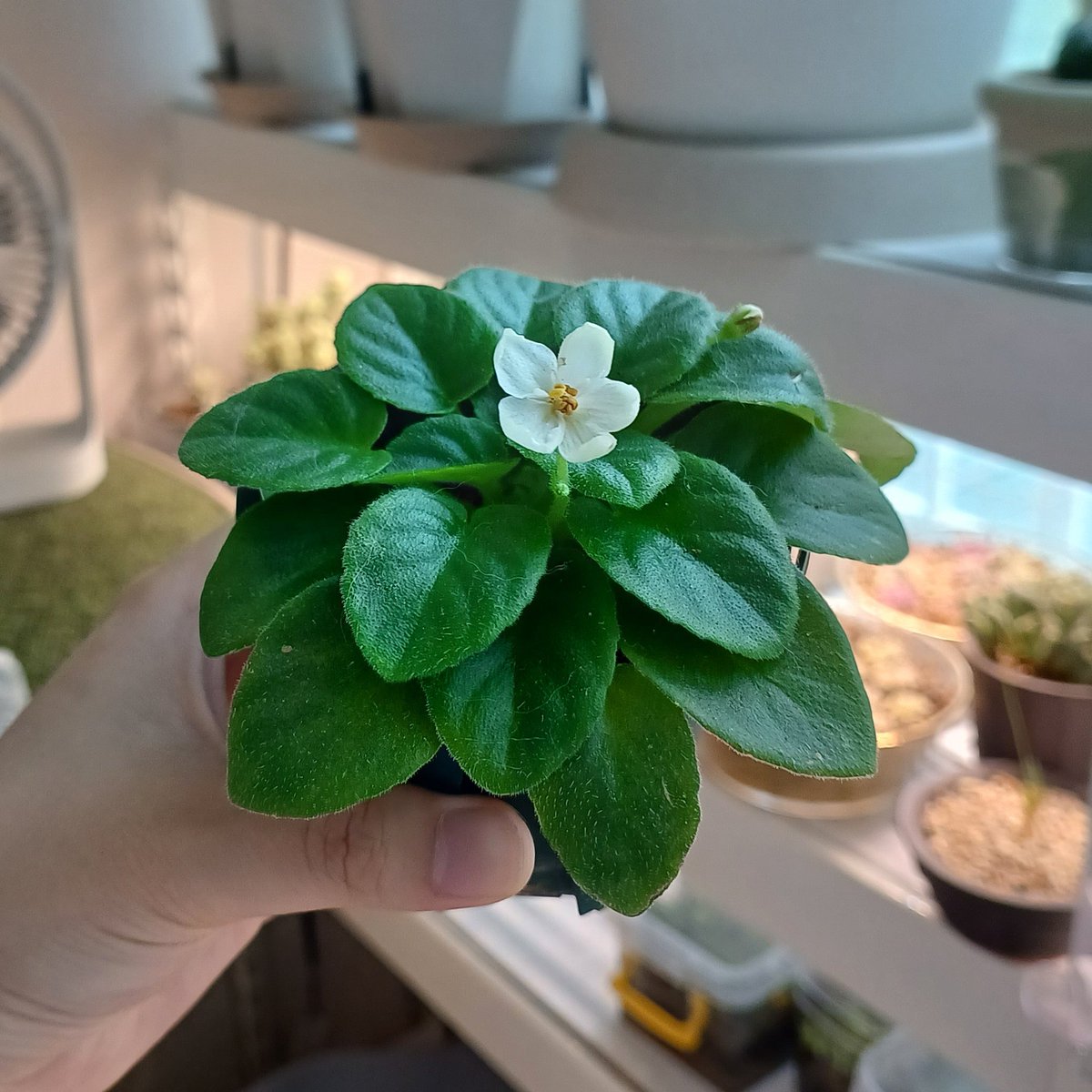 꽃 하나가 뾱✨️
미바 딘즈키튼