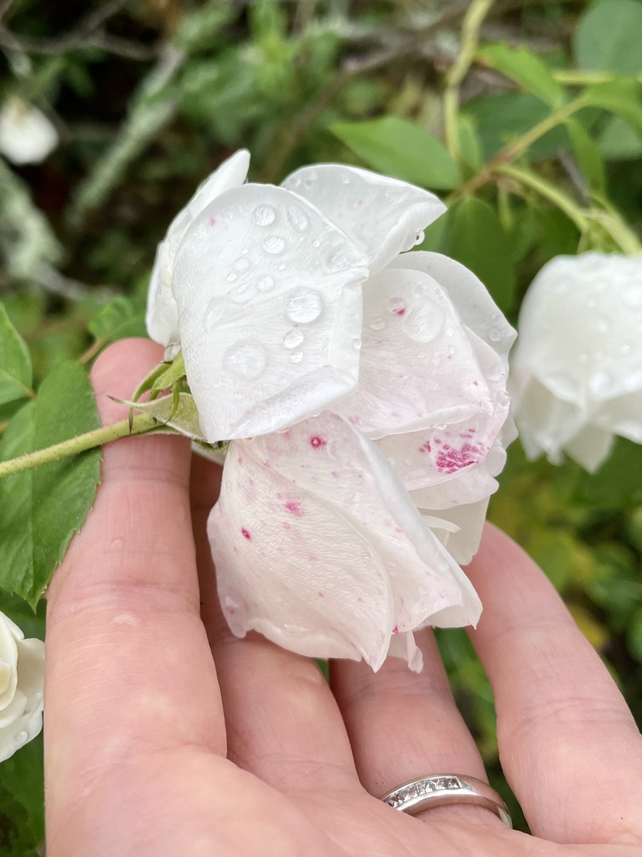 More #GardenWitch things just because it makes me extraordinarily happy, as I know it does for many of you #Nature and #GardenLovers. 

Accidental magic with the white and magenta roses cross-pollinating to make this paintbrush flecked bloom. 🤗✨🖤🌱