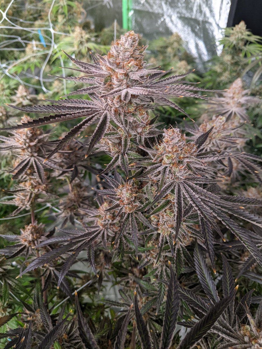 Apple Pie
Chernobyl (Slymer cut) x Sour Apple
This is my keeper cut, had her for four years now. Smells like lemon, lime, sweet apple, and a slight funk. Might have some extra clones soon
#CannaLand #CannabisCommunity #Mmemberville
#CannabisCulture #420friendly #420community
