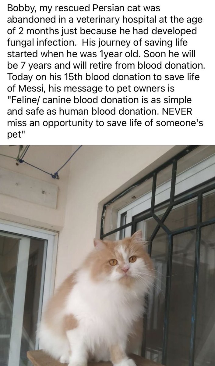 Bobby proved it right. One need not be a doctor or even a human. He can be ‘just a #Cat & still be a hero. 15 times #blooddonor 🩸Bobby saved May lives . Let 🫡😘 him as he retires soon when he turns 7. Link : instagram.com/reel/C61tmAlSA….  #CatsOnTwitter , #Bangalore , #CatsOnX