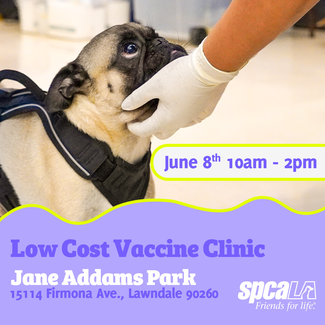 Save the date! 🗓 We are hosting a Low Cost Vaccine Clinic for cats & dogs at the Lawndale Health, Safety and Pet Fair in Jane Addams Park June 22nd 10am-2pm. Full details t.ly/rWkWe

#FriendsforLife #spcaLA #spcaLAadopt #HealthyPets #PetVaccines