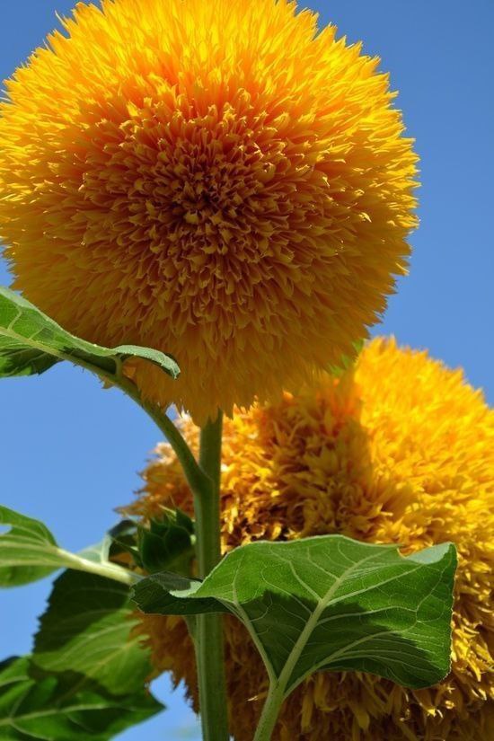 Beautiful Teddy Bear Sunflowers... 💛
